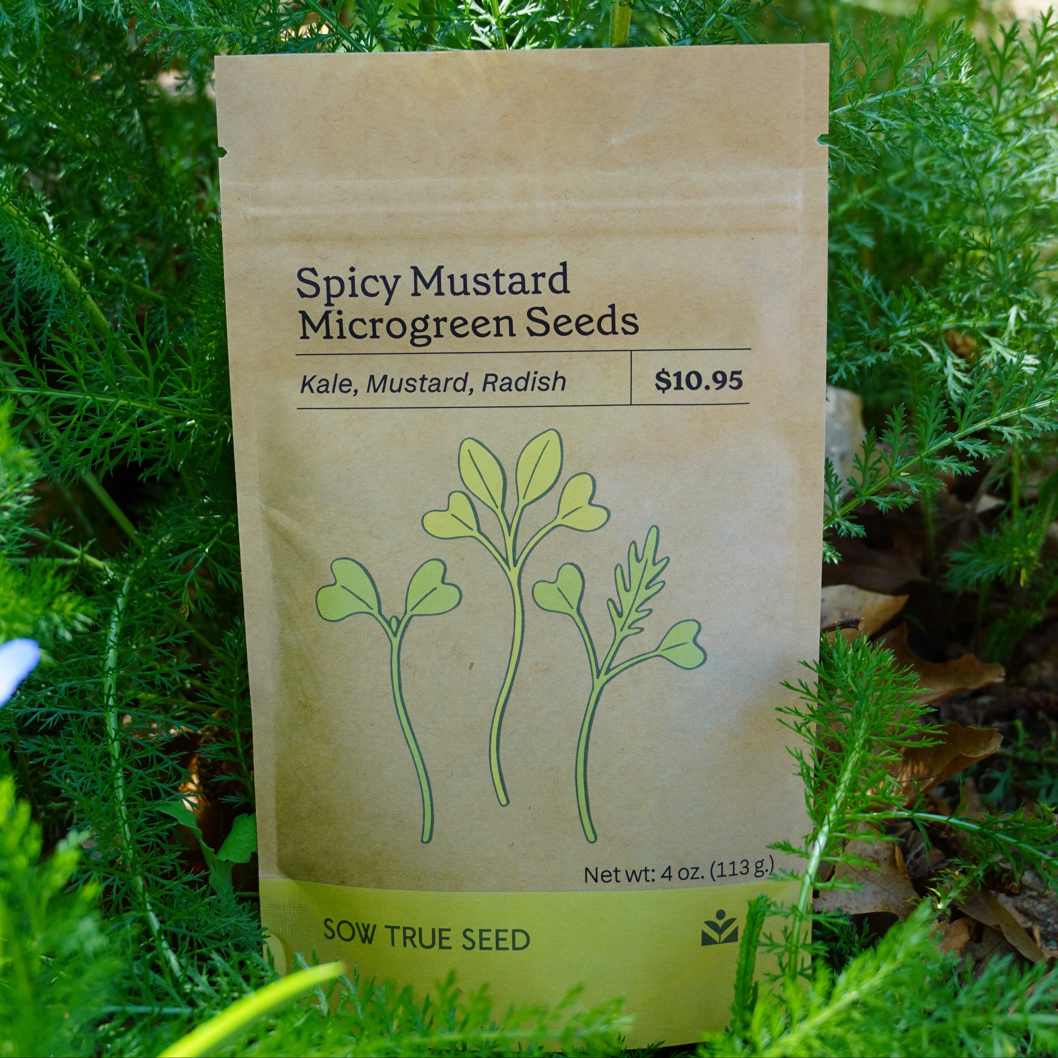 Microgreen Seed - Spicy Mustard Mix - Sow True Seed