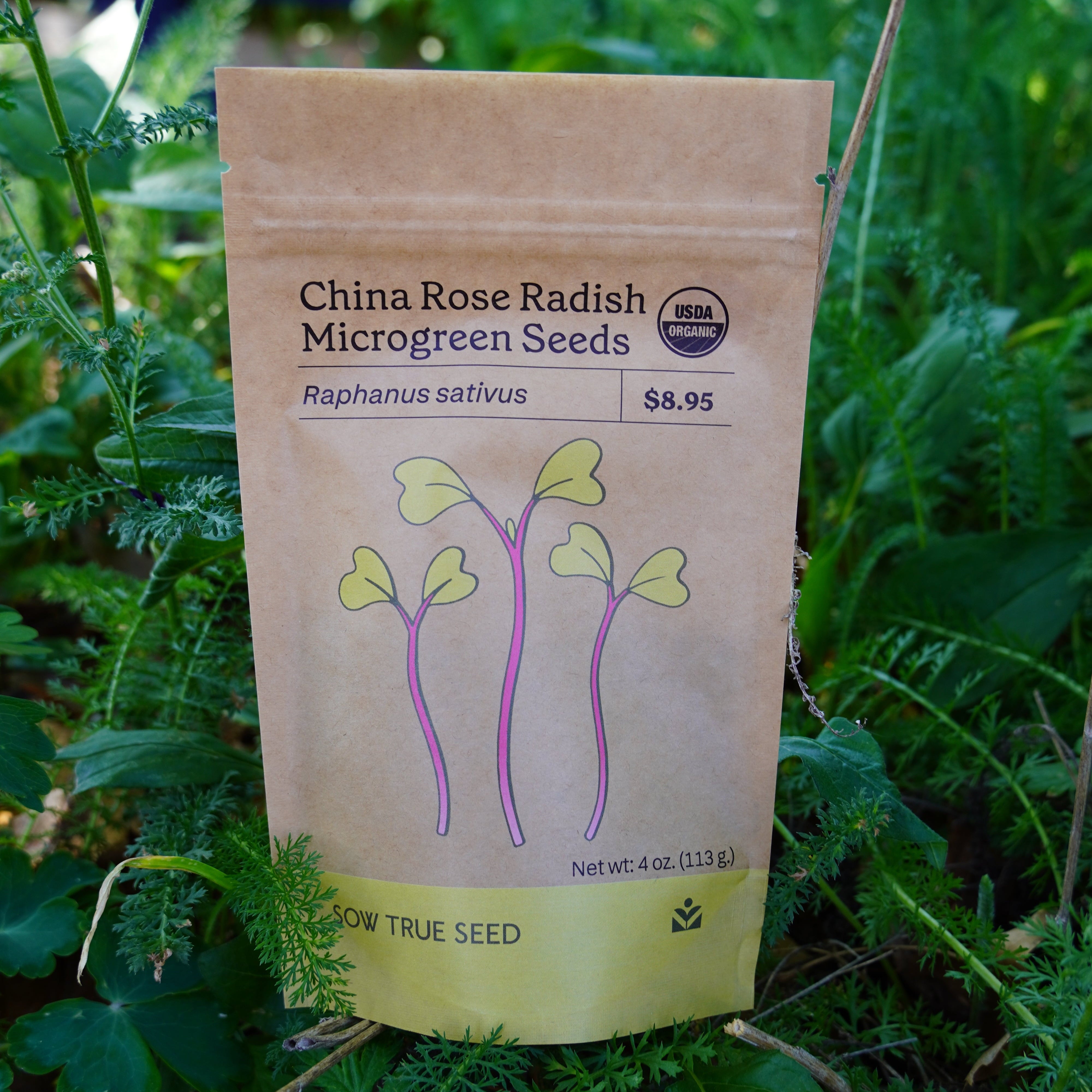 Microgreen Seed - Radish, China Rose, ORGANIC - Sow True Seed