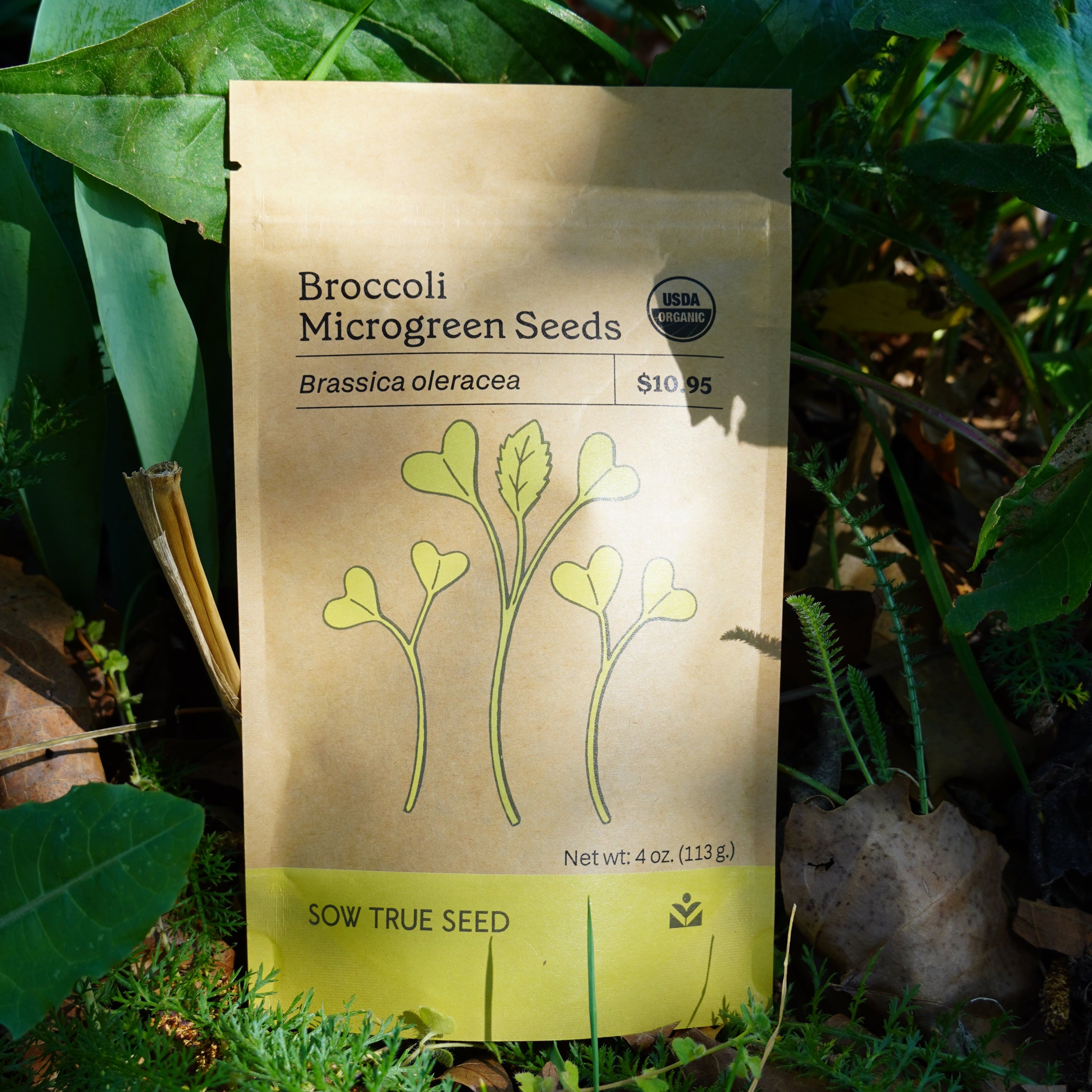 Microgreen Seed - Broccoli, ORGANIC - Sow True Seed