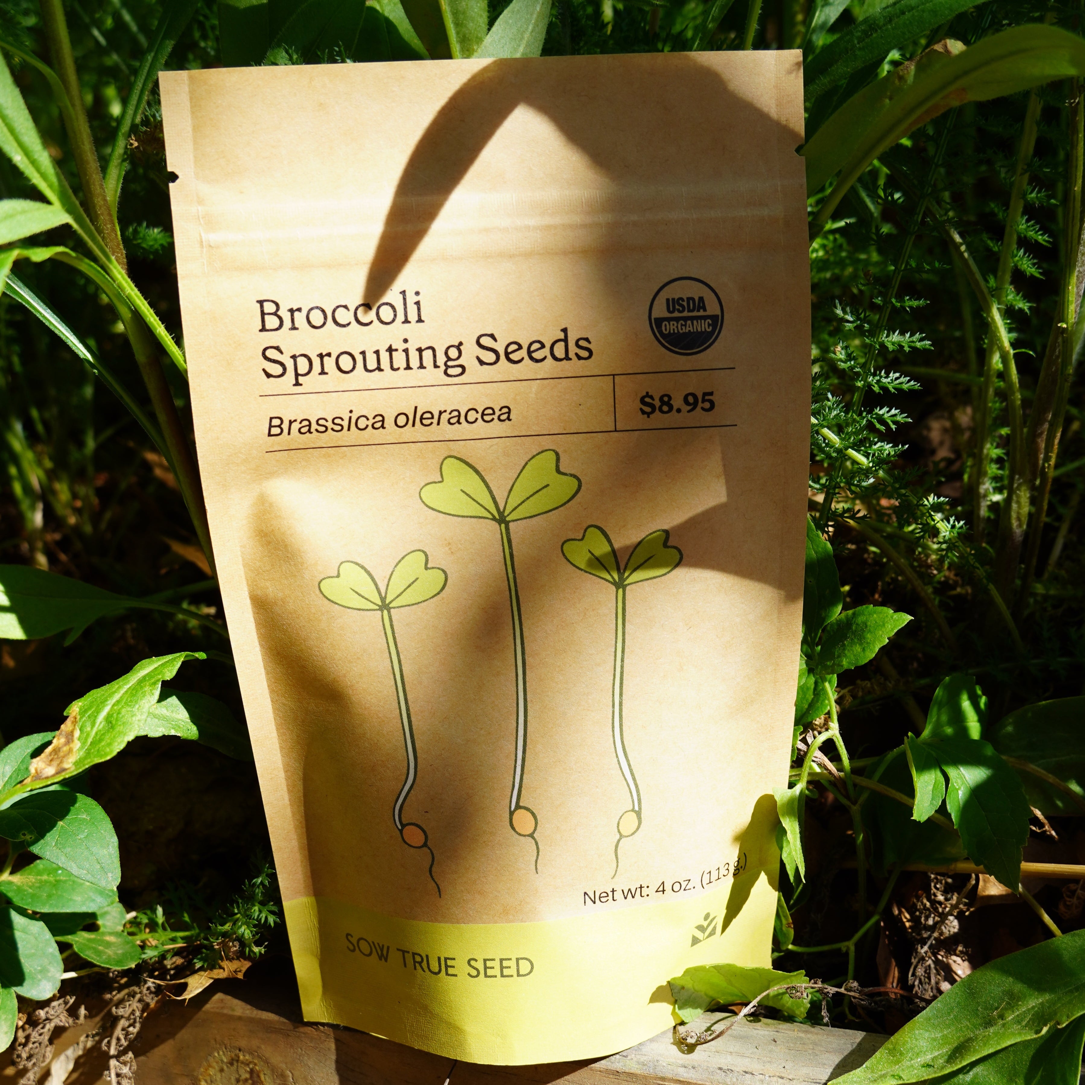 Sprouting Seed - Broccoli, ORGANIC - Sow True Seed