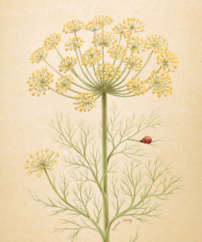 Dill Seeds - Mammoth Long Island - Sow True Seed