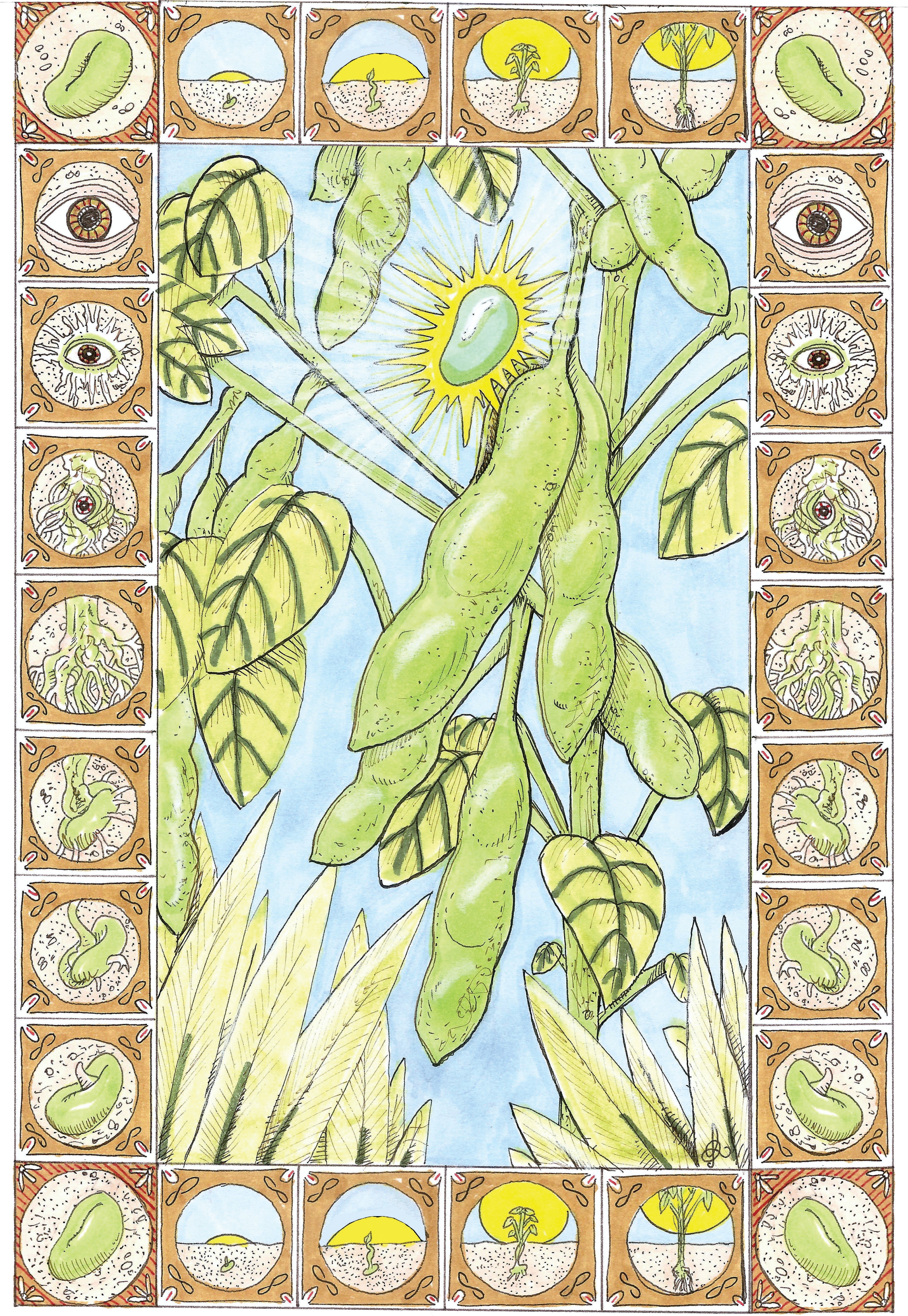 Soy Bean (Edamame) - Chiba Green, ORGANIC - Sow True Seed