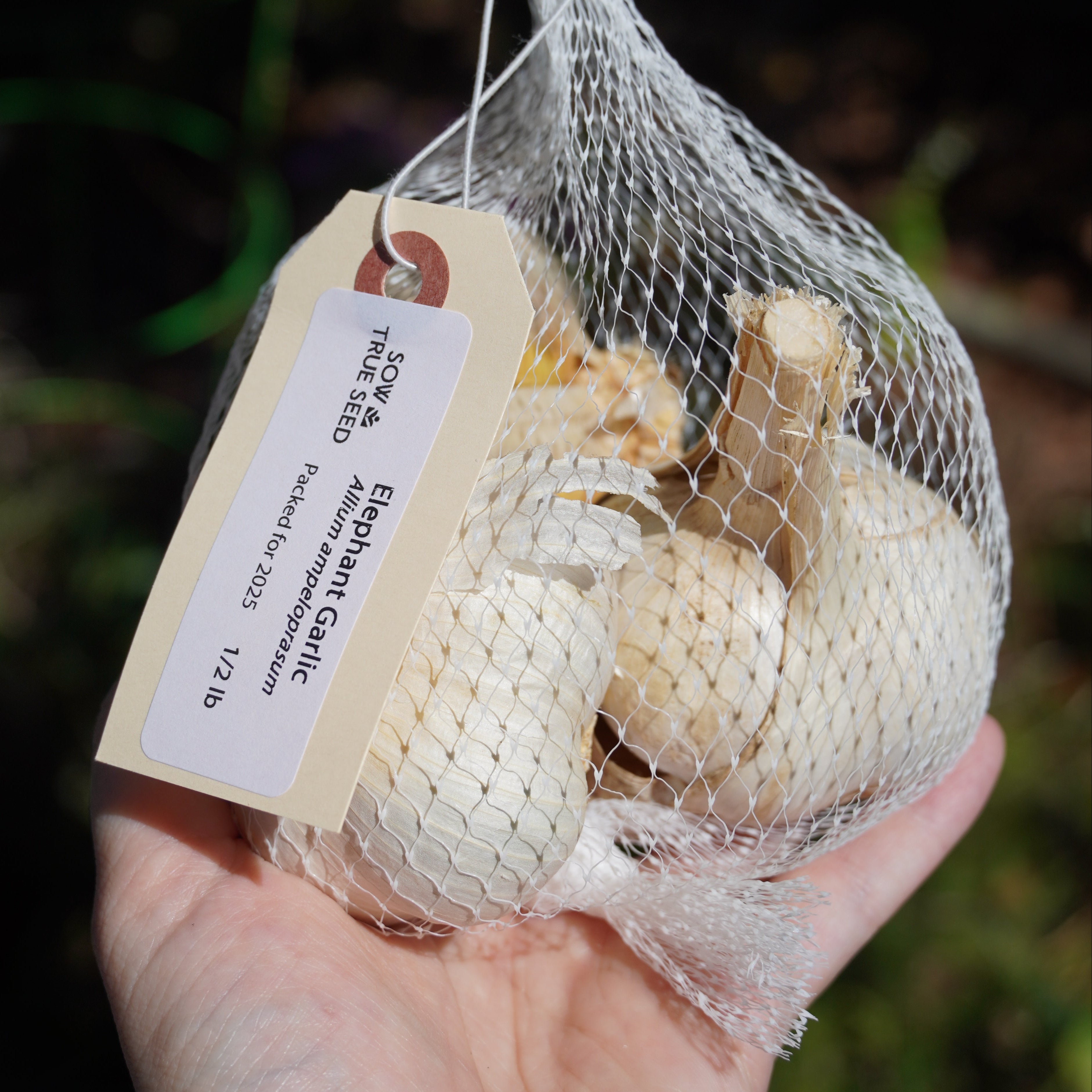 Elephant Garlic - Sow True Seed