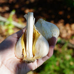 Elephant Garlic - Sow True Seed