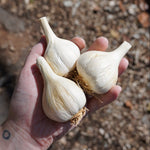 German White Hardneck Garlic - Sow True Seed
