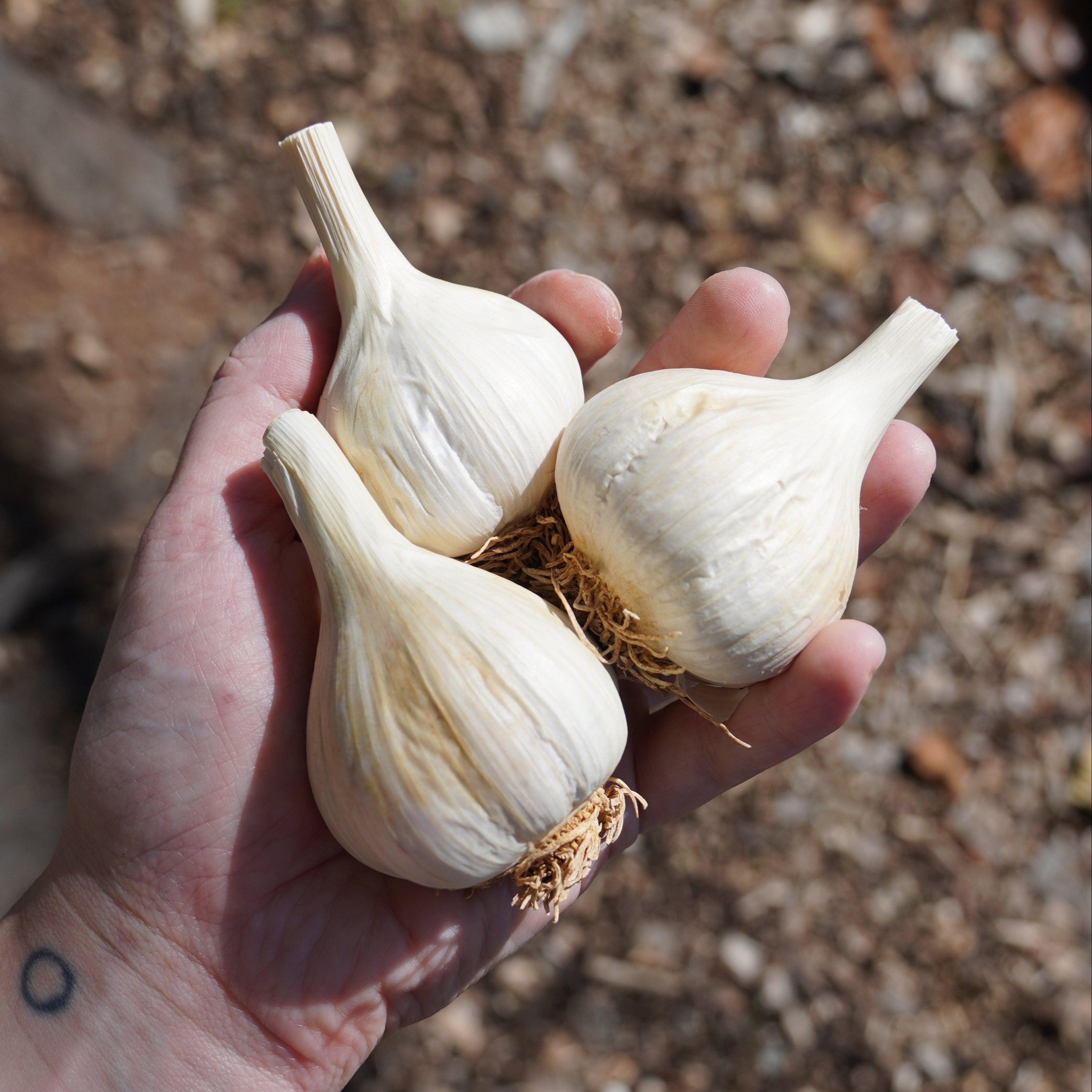 German White Hardneck Garlic - Sow True Seed