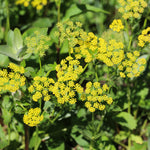 Golden Alexander Seeds - Sow True Seed