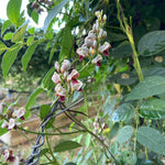 American Groundnut Tubers - Sow True Seed