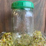 Sprouting Seed Jar with Top (no seed) - Sow True Seed