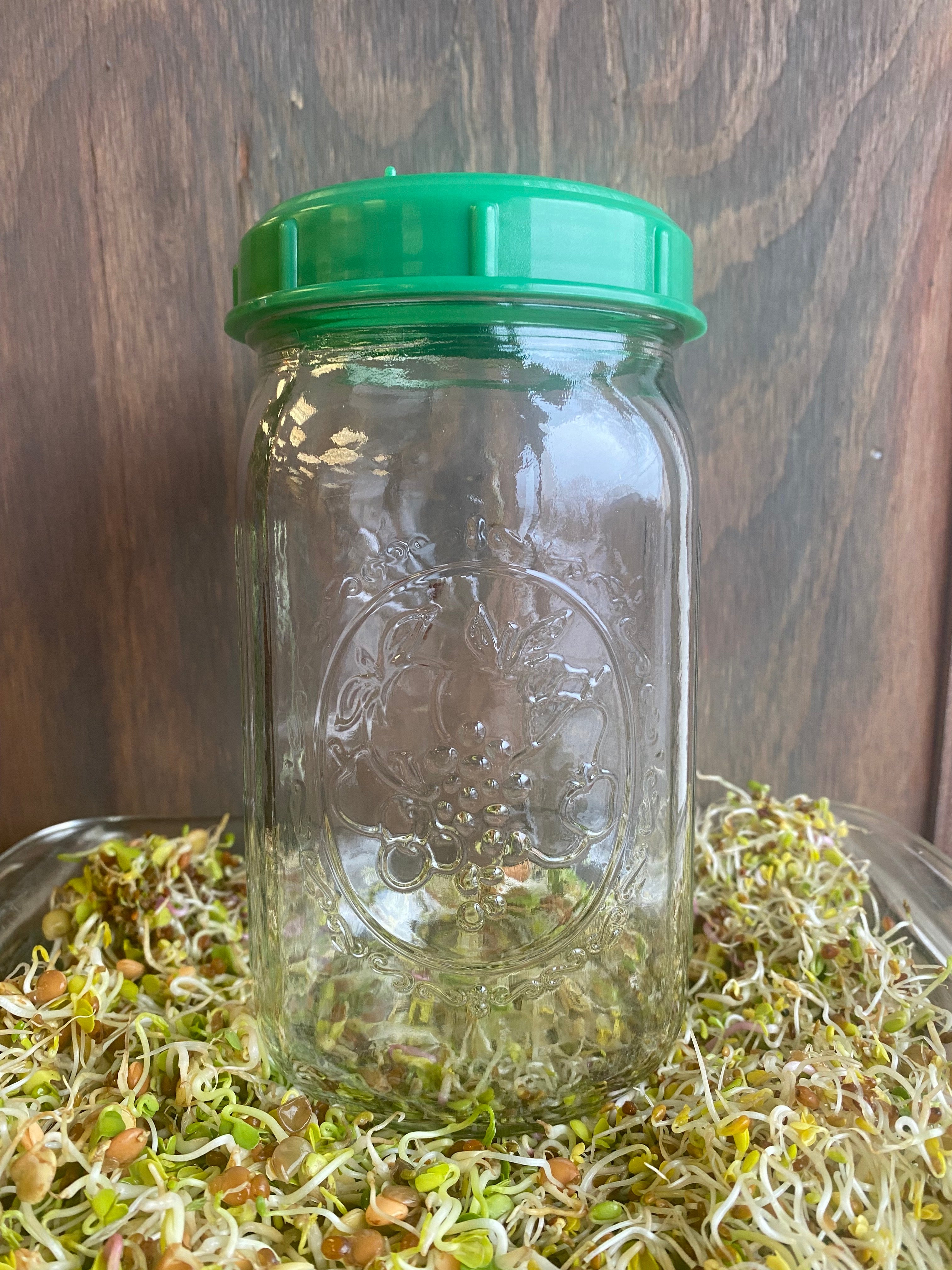 Sprouting Seed Jar with Top (no seed) - Sow True Seed