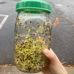 Sprouting Seed Jar with Top (no seed) - Sow True Seed