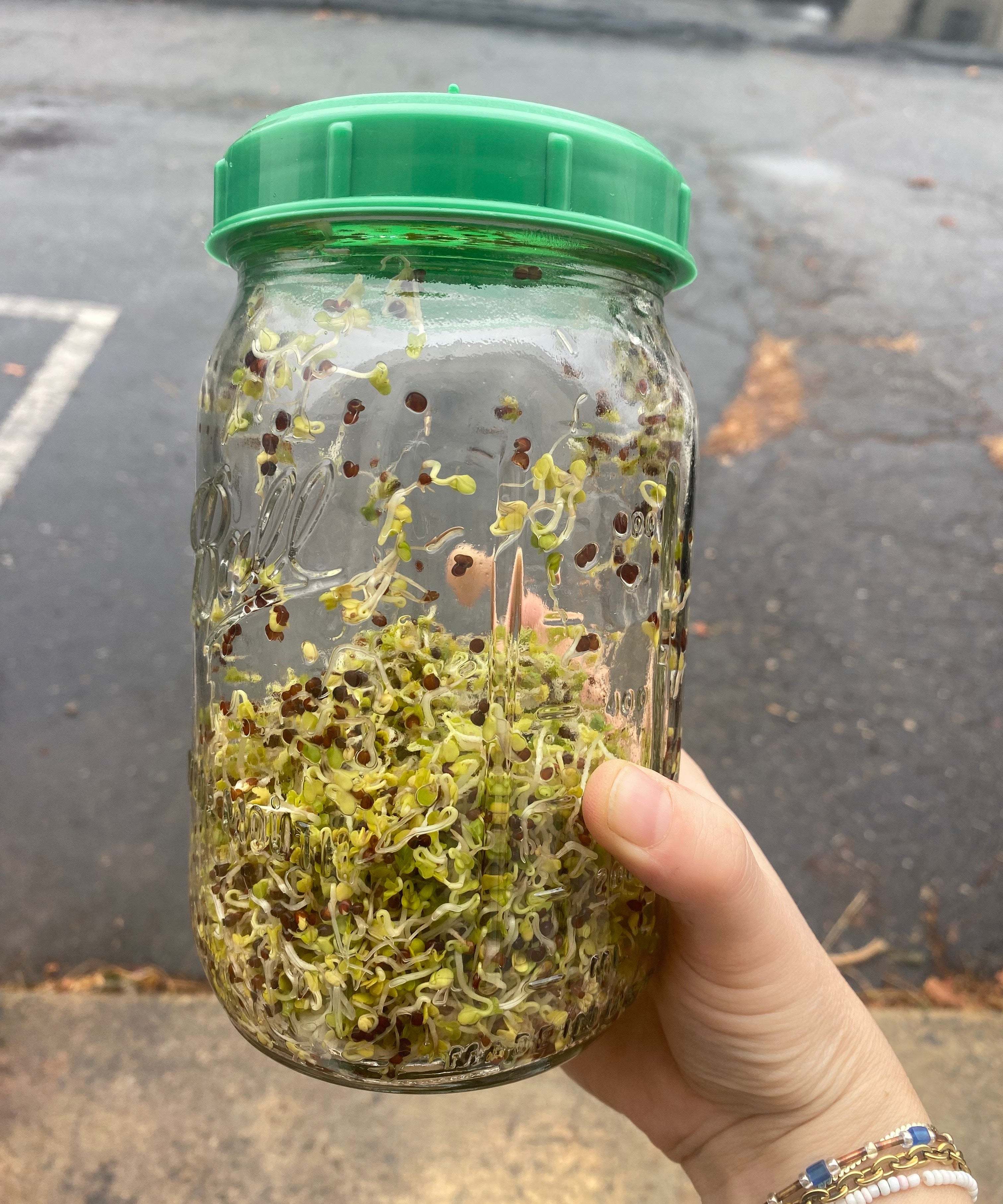 Sprouting Seed Jar with Top (no seed) - Sow True Seed