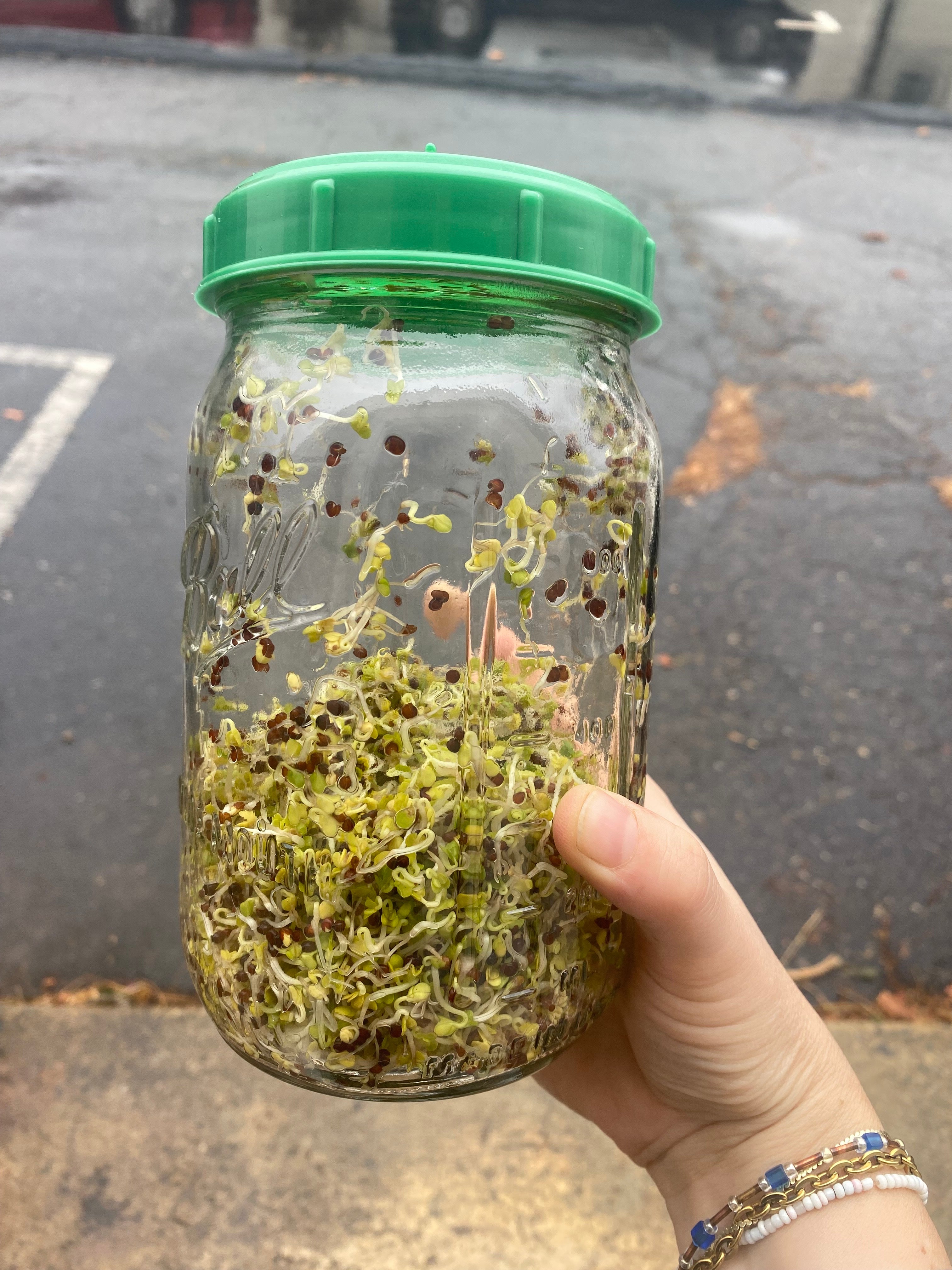 Sprouting Seed Jar with Top (no seed) - Sow True Seed