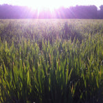 Wheat Seeds - NuEast Red - Sow True Seed
