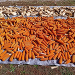 Dent Corn Seeds - Suwan-1 - Sow True Seed