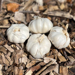 Italian Mountain Red Hardneck Garlic - Sow True Seed
