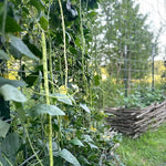 Asparagus Bean Seeds - Yard Long Red Seeded - Sow True Seed