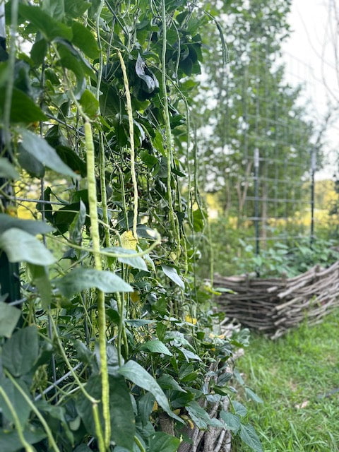 Asparagus Bean Seeds - Yard Long Red Seeded - Sow True Seed