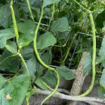 Asparagus Bean Seeds - Yard Long Red Seeded - Sow True Seed