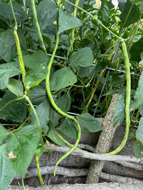 Asparagus Bean Seeds - Yard Long Red Seeded - Sow True Seed