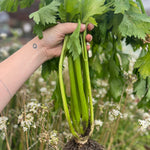Celery Seeds - Living Web Farms Ventura - Sow True Seed