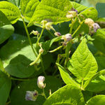 Bush Bean Seeds - Dragon Tongue, ORGANIC - Sow True Seed