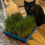 Microgreen Seed - Cat Grass Mix, ORGANIC - Sow True Seed