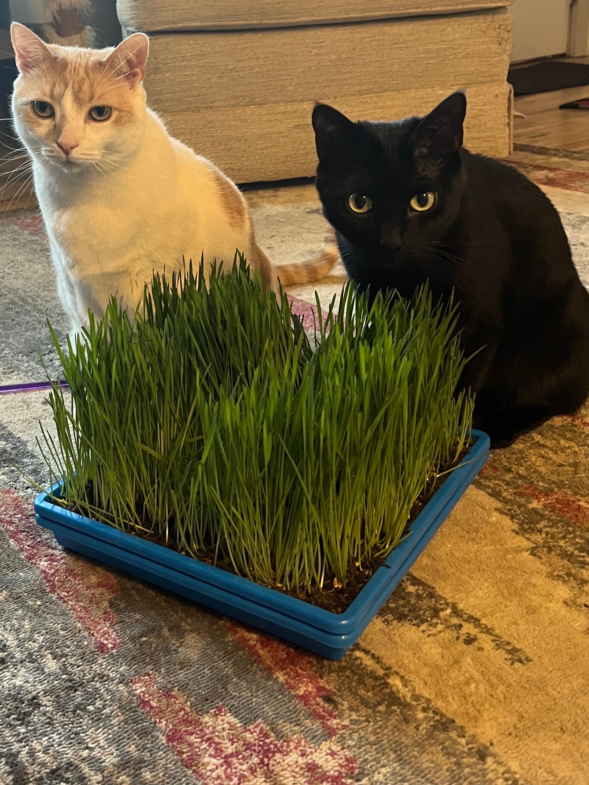 Microgreen Seed - Cat Grass Mix, ORGANIC - Sow True Seed