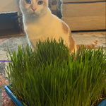Microgreen Seed - Cat Grass Mix, ORGANIC - Sow True Seed
