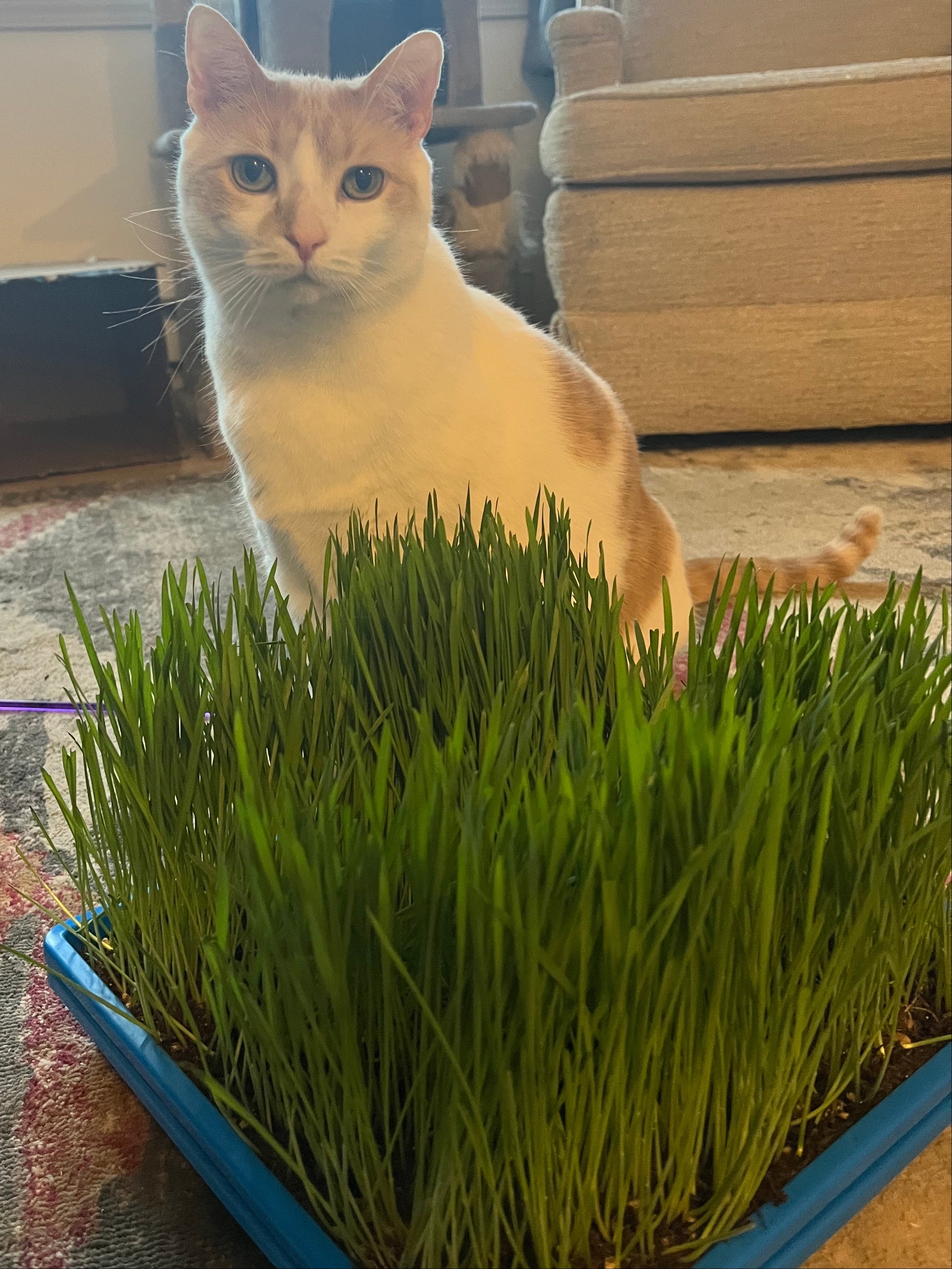 Microgreen Seed - Cat Grass Mix, ORGANIC - Sow True Seed