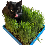 Microgreen Seed - Cat Grass Mix, ORGANIC - Sow True Seed