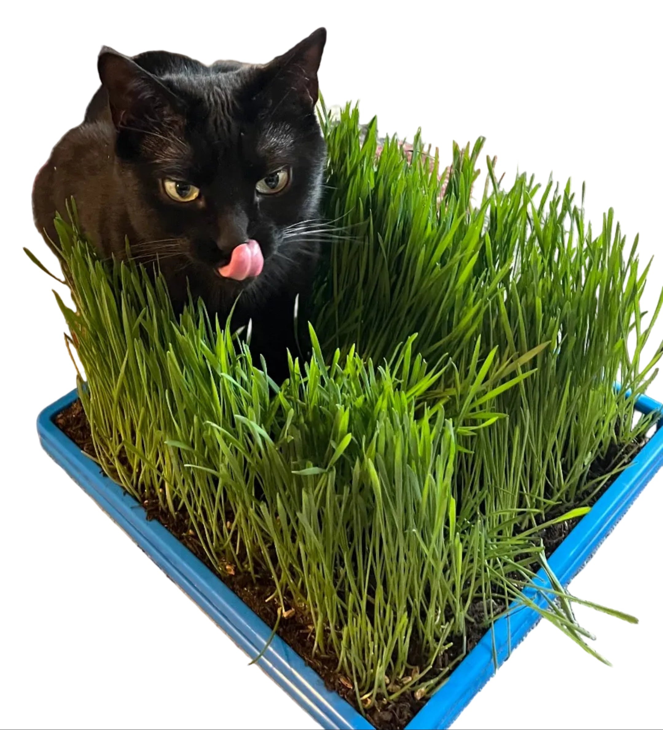 Microgreen Seed - Cat Grass Mix, ORGANIC - Sow True Seed