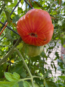 Slicing Tomato Seeds - Mr. Stripey - Sow True Seed