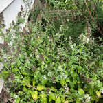 Catnip Seeds - Sow True Seed