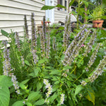 Anise Hyssop Seeds - Sow True Seed
