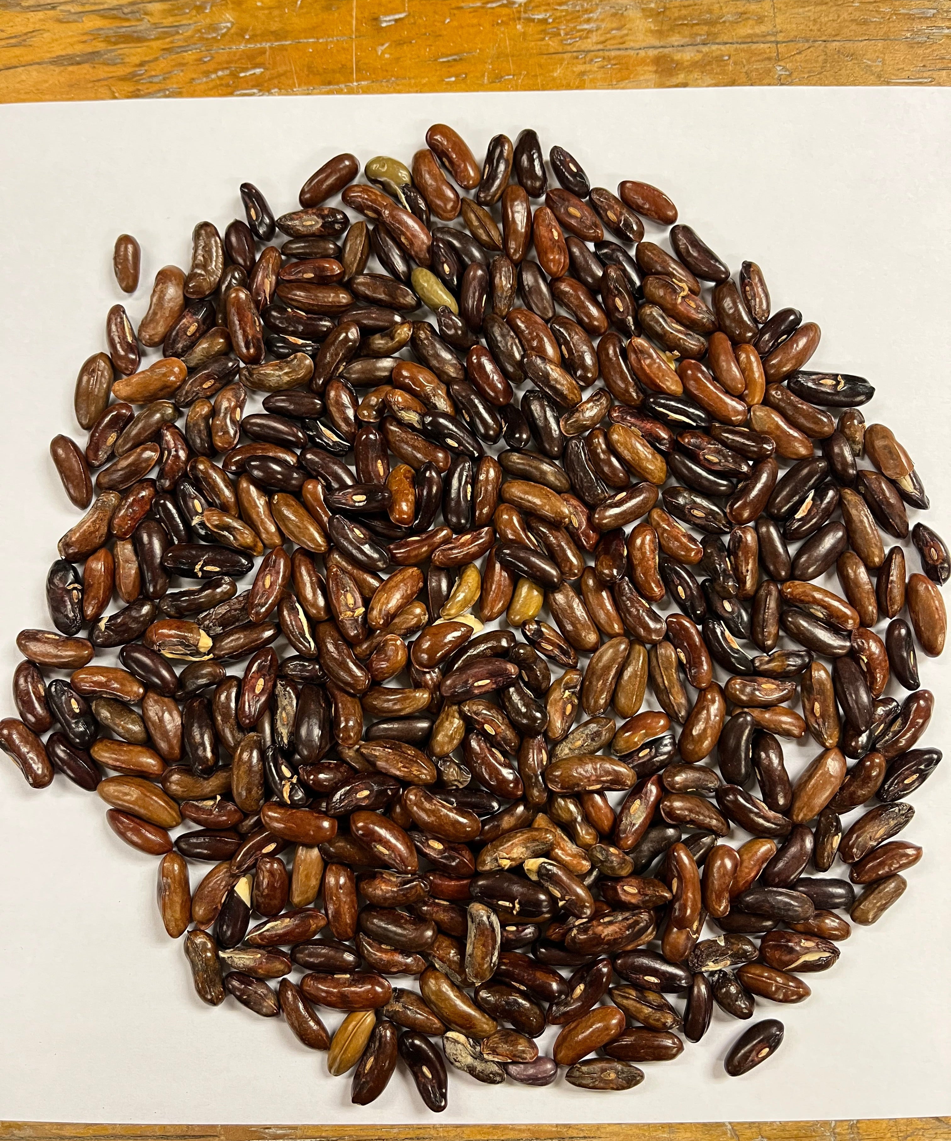Pole Bean Seeds - Fortex, ORGANIC - Sow True Seed