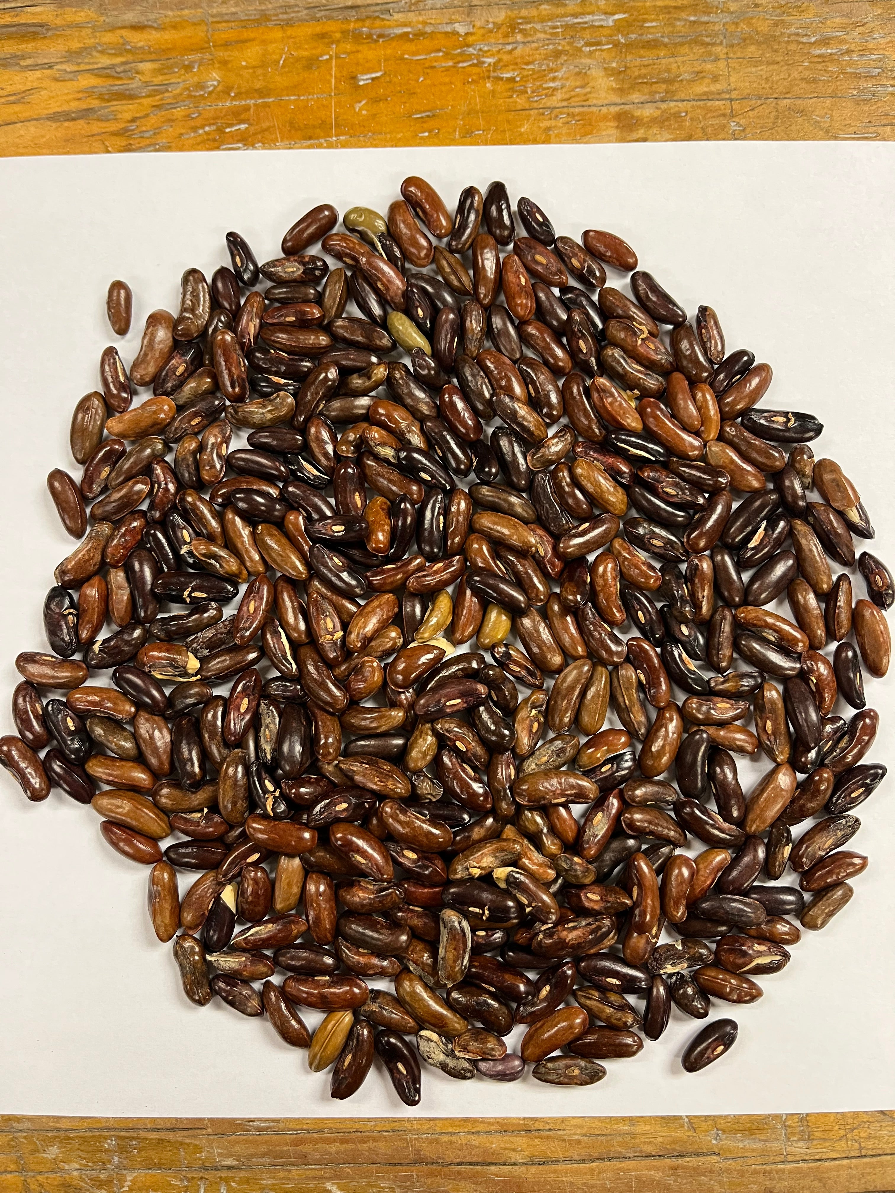 Pole Bean Seeds - Fortex, ORGANIC - Sow True Seed