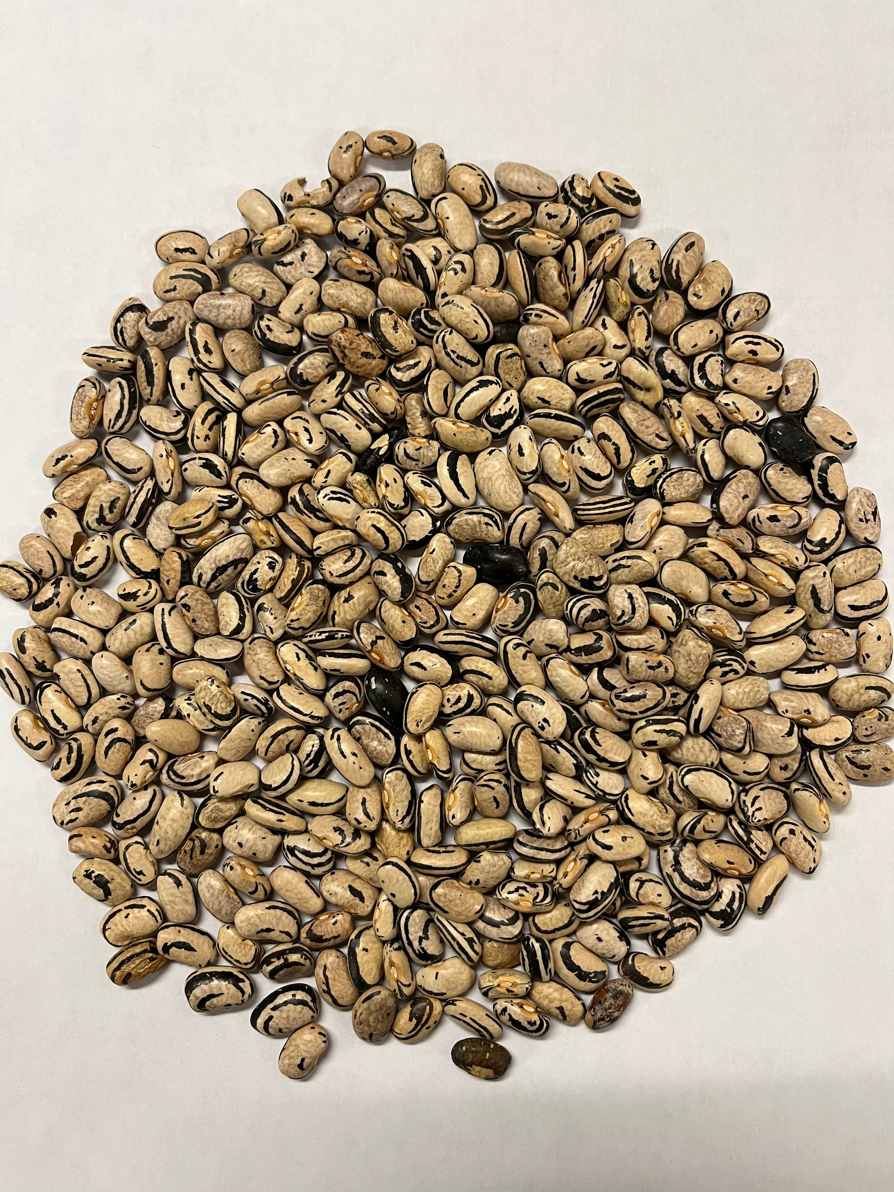 Bush Bean Seeds - Dark Corner - Sow True Seed