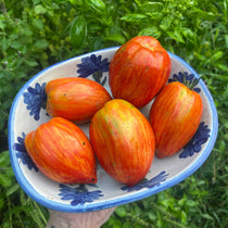 Paste Tomato Seeds - Speckled Roman, ORGANIC - Sow True Seed