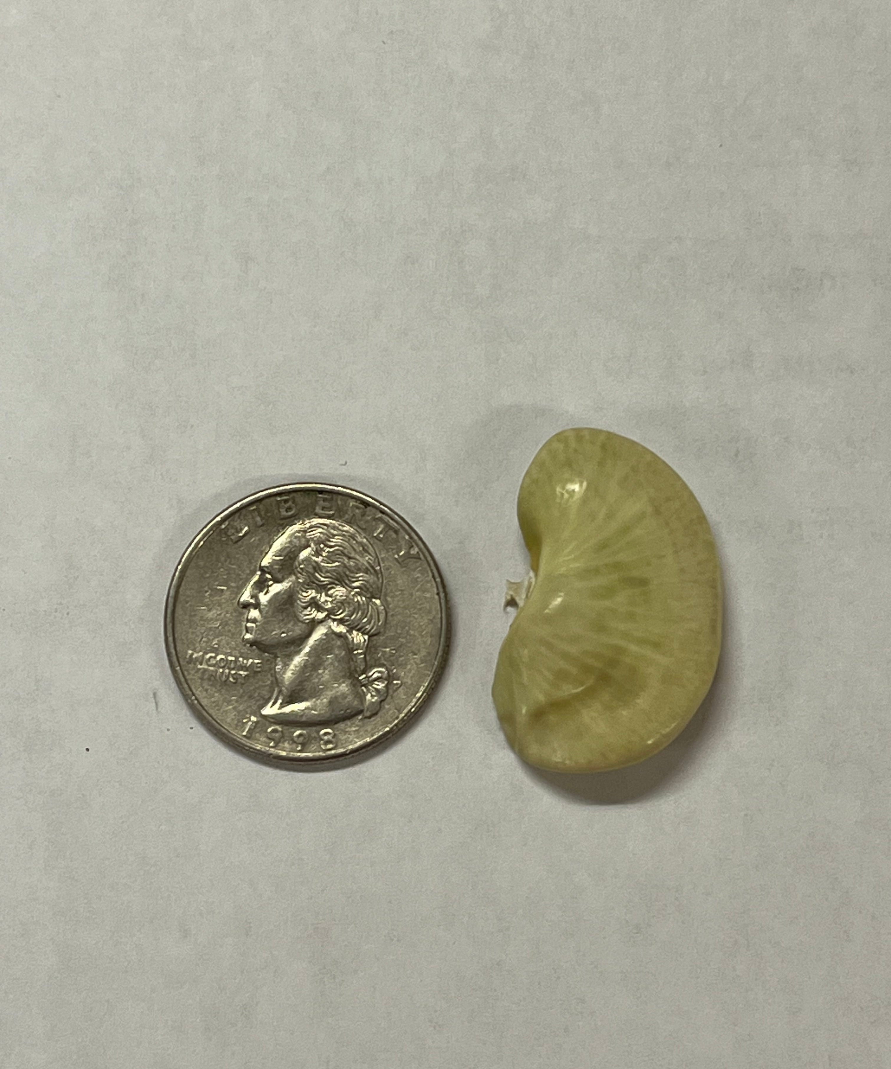 Lima Bean Seeds - Dr. Martin - Sow True Seed