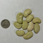 Lima Bean Seeds - Dr. Martin - Sow True Seed