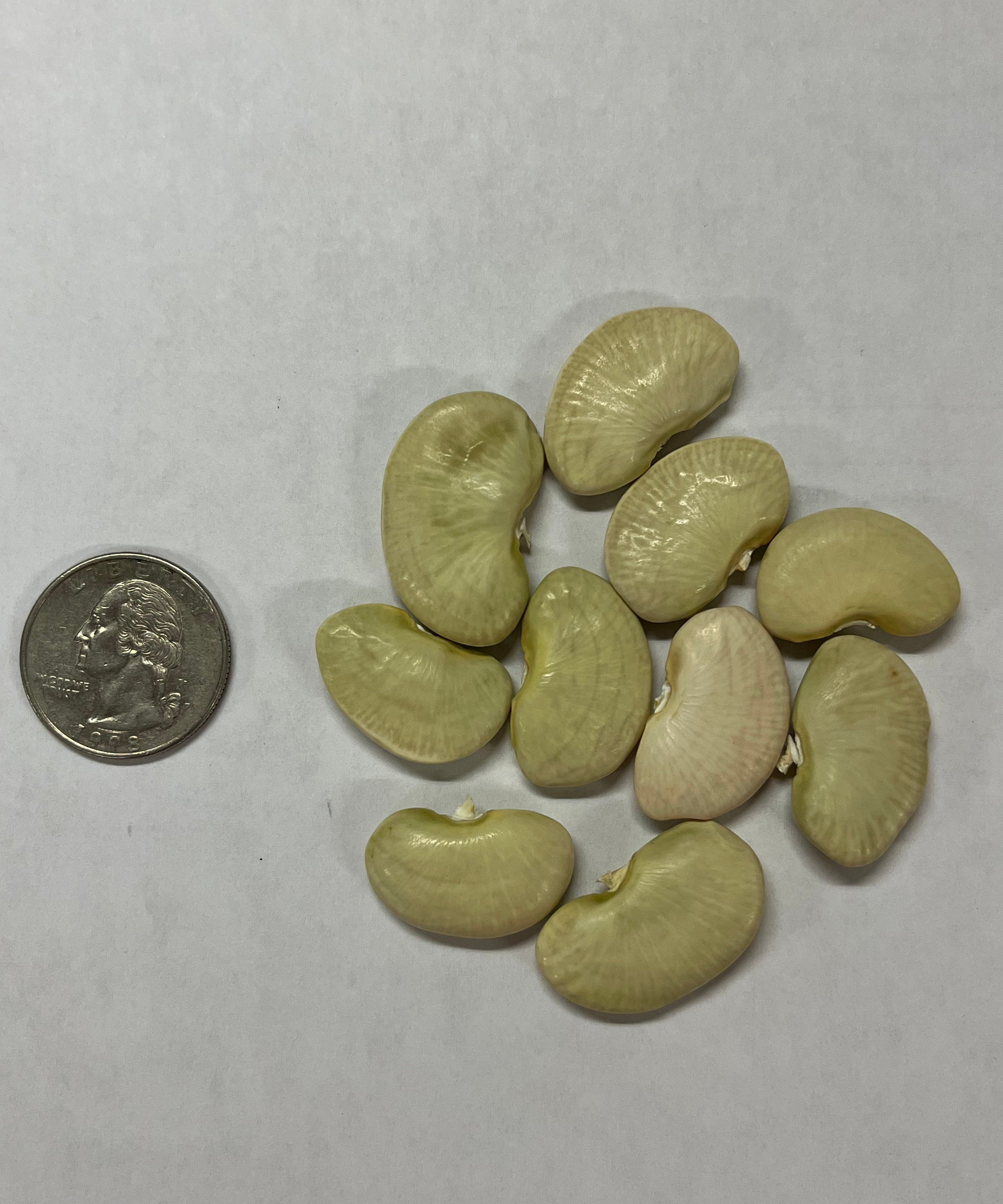 Lima Bean Seeds - Dr. Martin - Sow True Seed