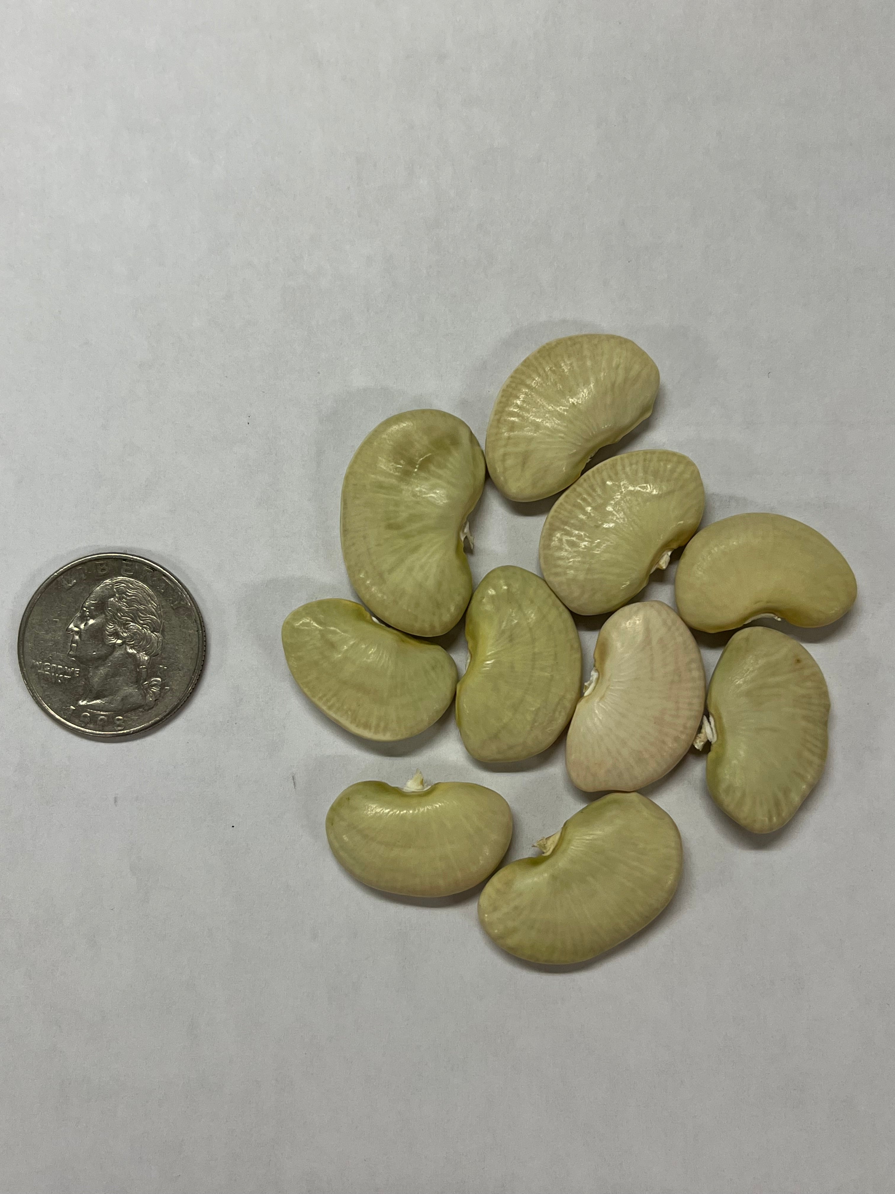 Lima Bean Seeds - Dr. Martin - Sow True Seed