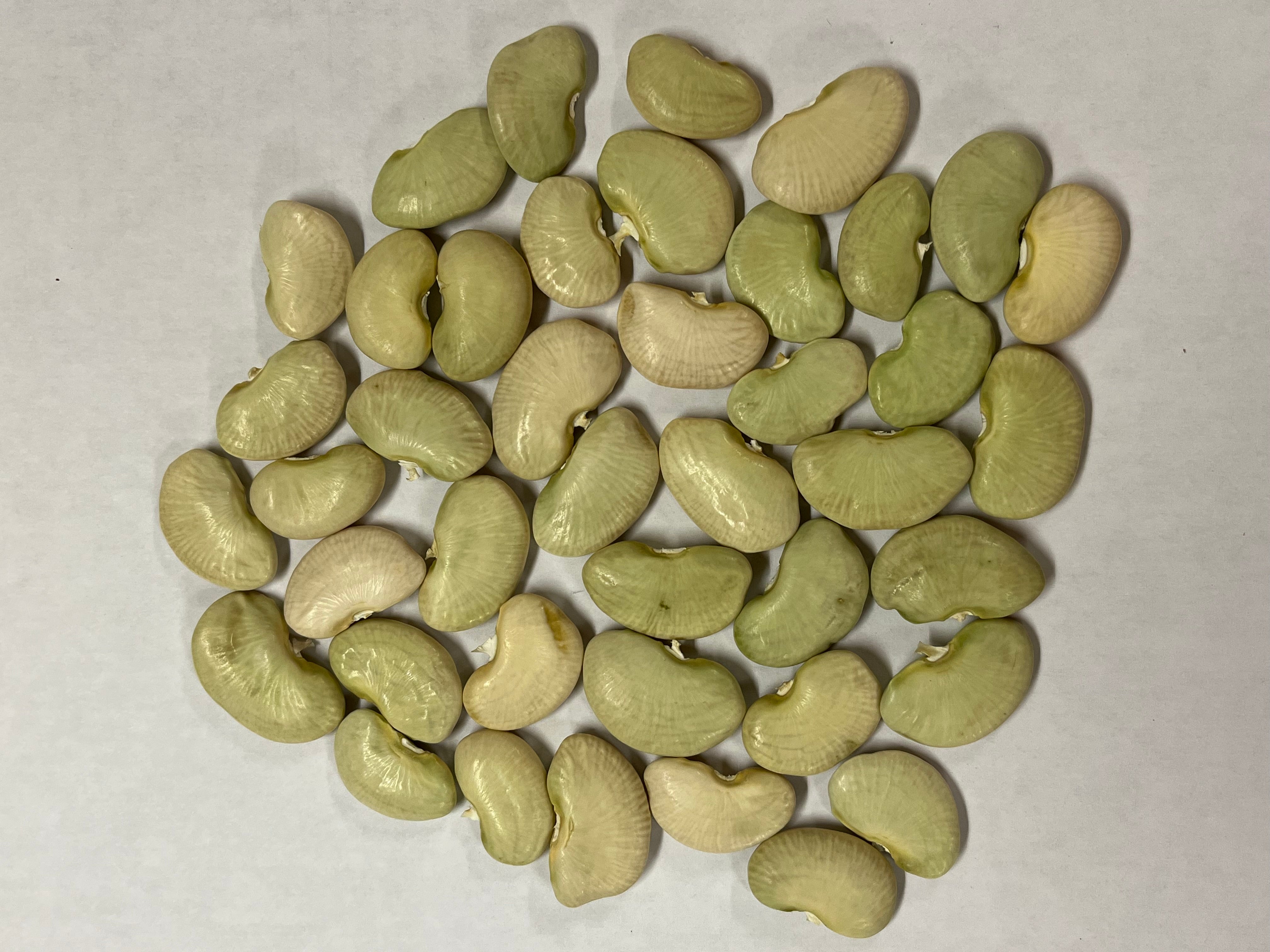 Lima Bean Seeds - Dr. Martin - Sow True Seed