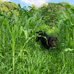 Flint Corn Seeds - Jaguar Priest - Sow True Seed