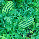 Watermelon Seeds - Carolina Cross - Sow True Seed