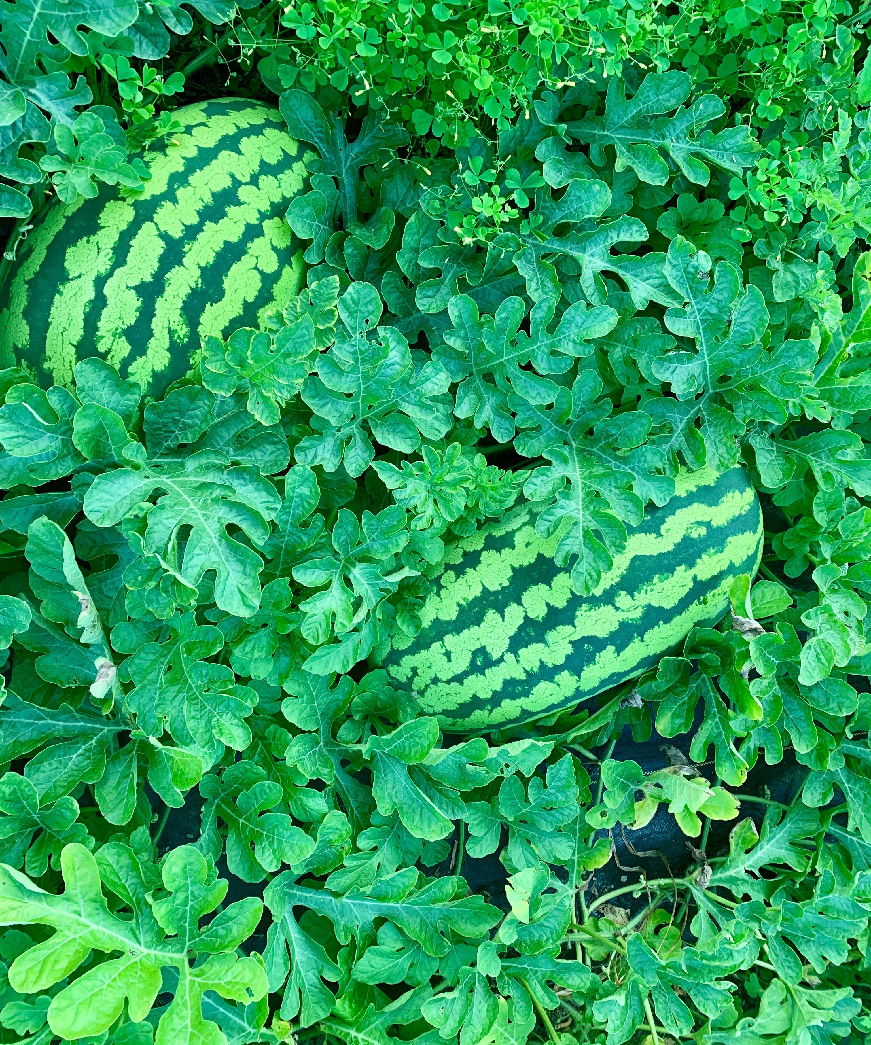 Watermelon Seeds - Carolina Cross - Sow True Seed
