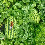 Watermelon Seeds - Carolina Cross - Sow True Seed