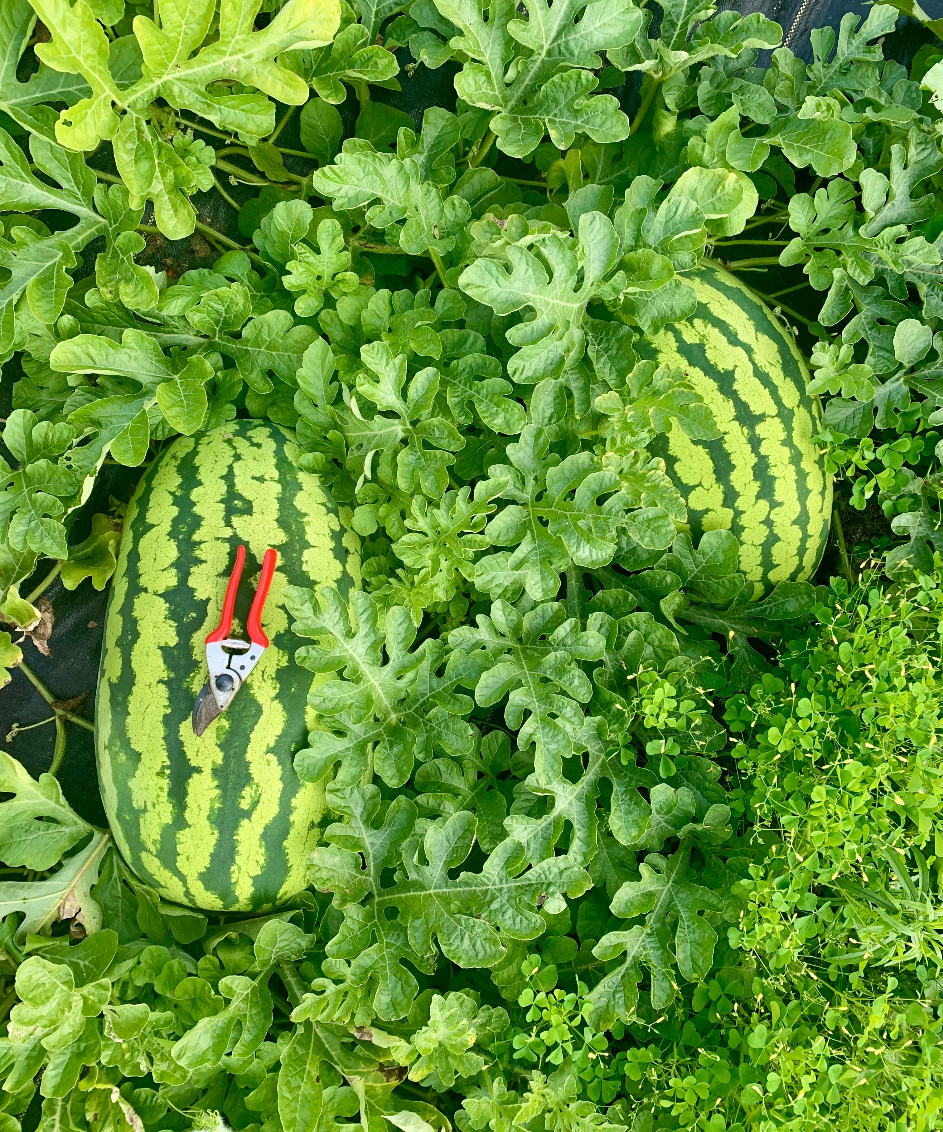 Watermelon Seeds - Carolina Cross - Sow True Seed