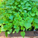 Cover Crop - Buckwheat - Sow True Seed